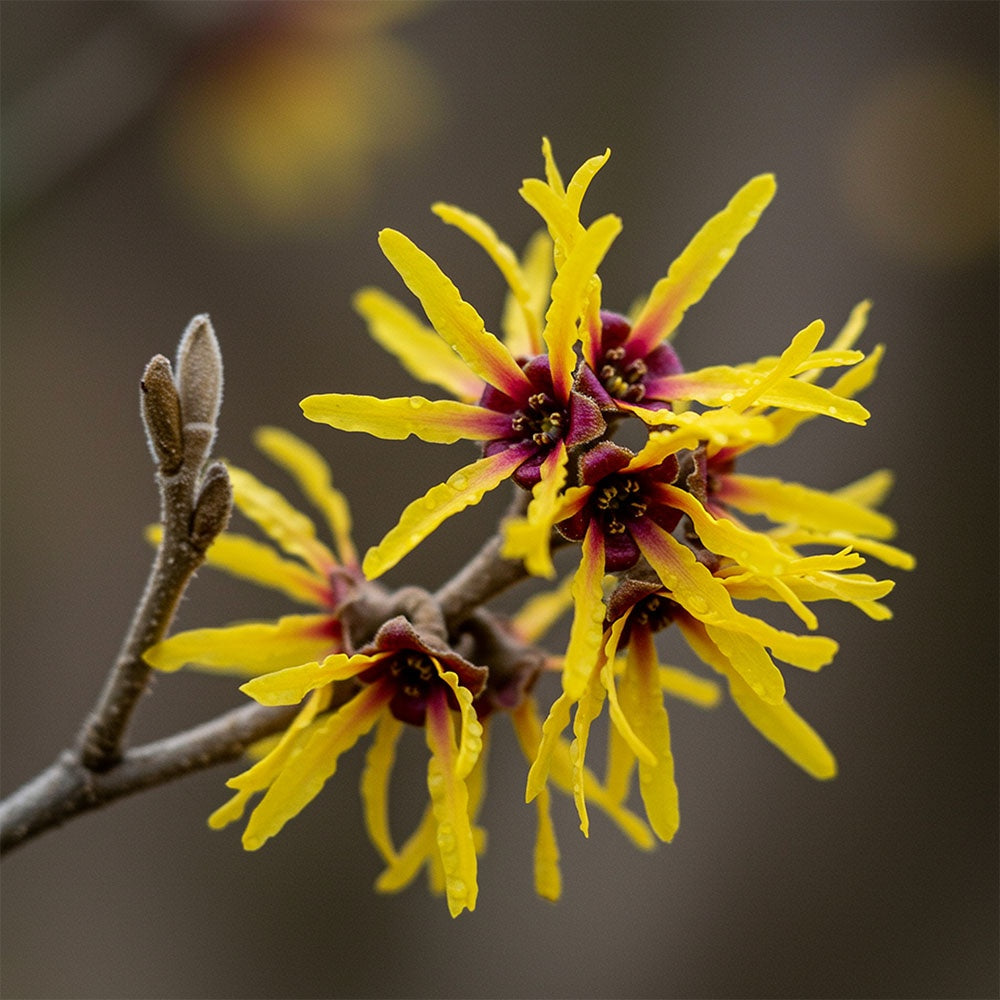 CICA Multi-Peptide Complex Serum